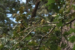 Leiothlypis celata lutescens