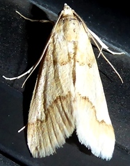 Pseudoschinia elautalis