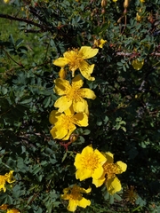 Rosa platyacantha