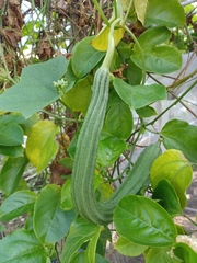 Luffa acutangula