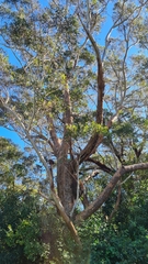 Eucalyptus piperita