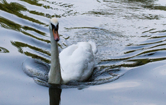 Cygnus olor