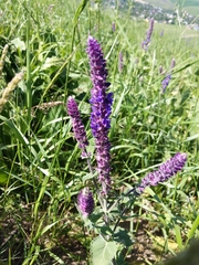 Salvia deserta