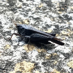 Tettigidea