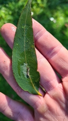 Eucalyptus piperita