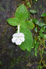 Episcia lilacina