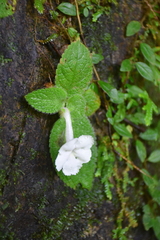 Episcia lilacina