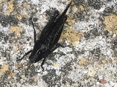 Tettigidea