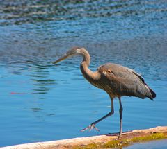 Ardea herodias
