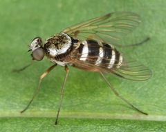 Chrysopilus fasciatus