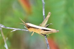 Dichromorpha elegans