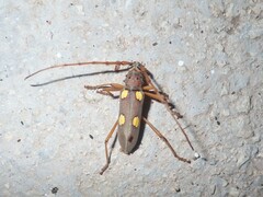 Eburia pedestris