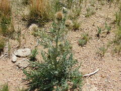 Cirsium canescens