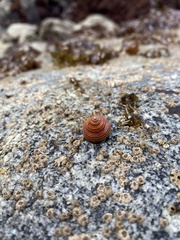 Calliostoma canaliculatum