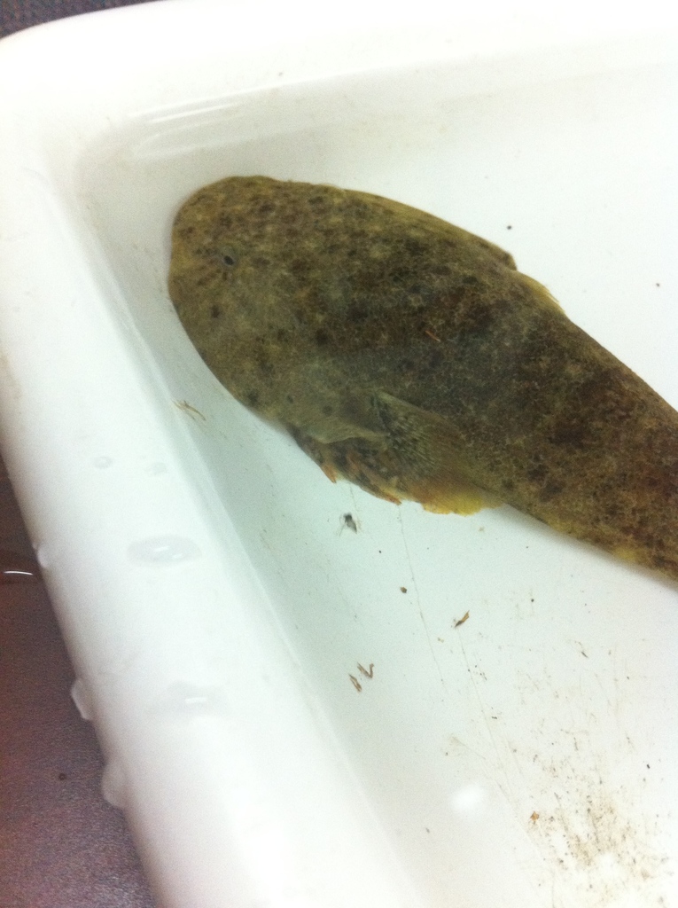 Padded Clingfish