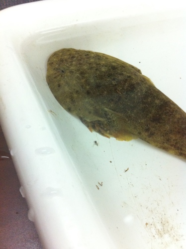 Acyrtus nudus
