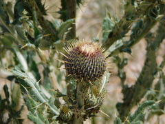 Cirsium canescens