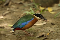 Pitta moluccensis