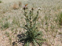 Cirsium canescens