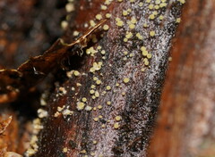 Lachnum pteridophyllum