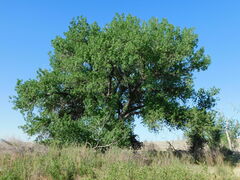 Populus deltoides monilifera