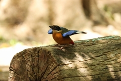 Pitta moluccensis