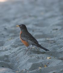 Turdus migratorius