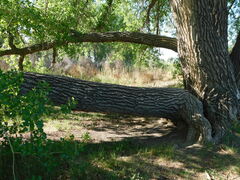 Populus deltoides monilifera