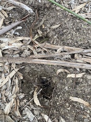 Tachyglossus aculeatus