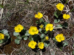 Ranunculus alberti