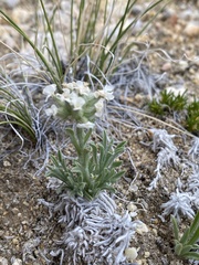 Oreocarya subcapitata