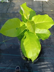 Bunchosia glandulifera