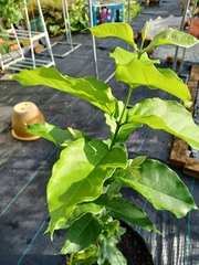 Bunchosia glandulifera