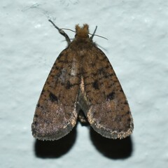 Acrolophus propinqua