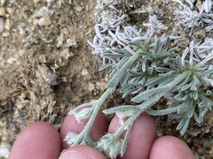 Oreocarya subcapitata