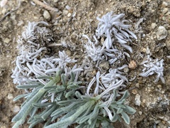 Oreocarya subcapitata