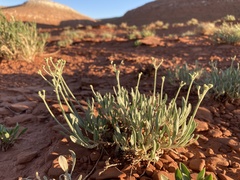 Eriogonum brevicaule canum