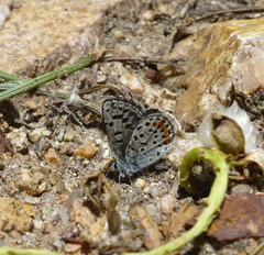 Euphilotes ancilla