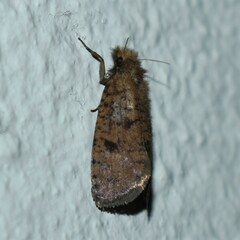 Acrolophus propinqua