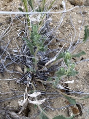 Xanthisma grindelioides