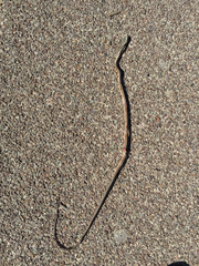 Masticophis taeniatus