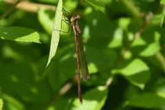 Lestes inaequalis