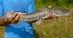 Pseudoplatystoma punctifer
