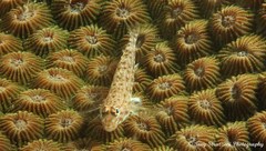 Istigobius decoratus
