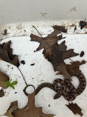 Lampropeltis calligaster