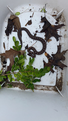 Lampropeltis calligaster