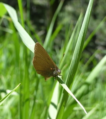 Callophrys affinis
