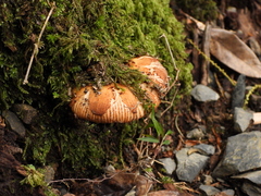 Russula senecis