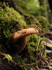 Russula senecis