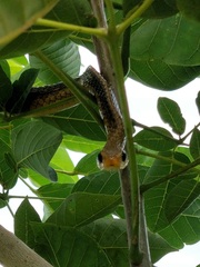 Chironius spixii